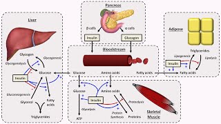 Physiology of Insulin and Glucagon [upl. by Skoorb156]