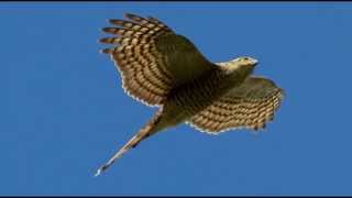 Sparrowhawk Bird Call Bird Song [upl. by Atirys846]