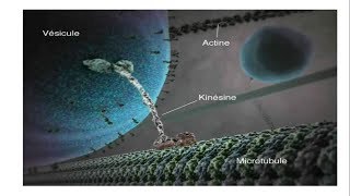 Vésicules et endosomes [upl. by Ahseiyt]