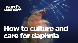 Caring and Culturing for Daphnia [upl. by Dranoel]