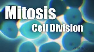 Mitosis Cell Division In 6 Minutes [upl. by Tutt]