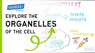 Explore the Organelles of the Cell [upl. by Tnelc]