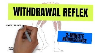 2Minute Neuroscience Withdrawal Reflex [upl. by Nnel]