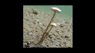 Aquatica The Underwater Mushroom work in progress [upl. by Clovah936]