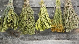 How to Dry Herbs [upl. by Buckingham]