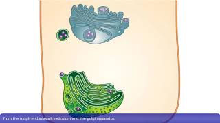 Detailed Animation on Exocytosis [upl. by Eceinhoj]