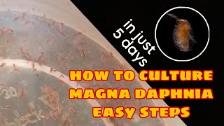 How to Culture Magna Daphnia Easily [upl. by Eelyah]