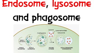 Endosome Lysozome and phagosome [upl. by Bunder]