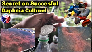 How to Culture Daphnia Successfully [upl. by Aretha]