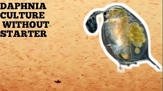 HOW TO CULTURE DAPHNIA NATURALLY WITHOUT A STARTER [upl. by Enneira]