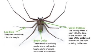 How To Identify a Brown Recluse Spider [upl. by Notlrac989]