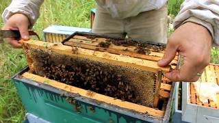 Harvesting 109 POUNDS of RAW HONEY [upl. by Otrebmal]