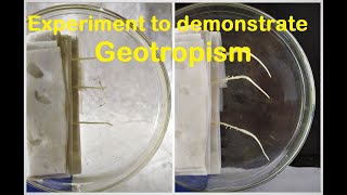 Geotropism experiment [upl. by Yssor]