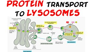 Protein transport to lysosome  protein targeting [upl. by Dobbins706]