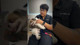 Tuffy the shih tzu with multiple eye problems shorts vetcare theeyevet [upl. by Itoyj]