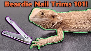 How to Trim your Bearded Dragons Nails [upl. by Aggappe]