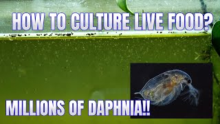 How to Culture Daphnia Secret Method to Breed MILLIONS  Simply Aquatic [upl. by Noskcire589]