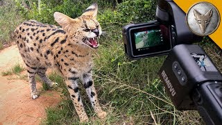 Ferocious Cat NEEDS MEAT [upl. by Emanuel]