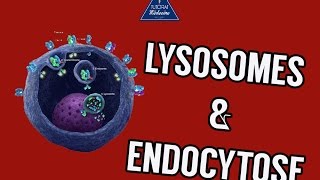 04 Lysosomes et endocytose [upl. by Eoj712]