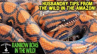 RAINBOW BOAS IN THE WILD are we keeping them correctly ADVENTURES IN ECUADOR 2019 [upl. by Breban]