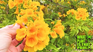 My Tecoma stans is in BLOOM  STUNNING Yellow FLOWERS  Interesting SEEDS [upl. by Grimbald384]