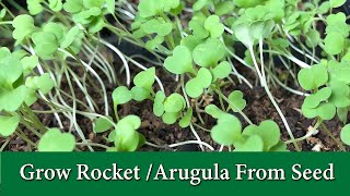 How to Grow Arugula or Rocket From Seed  Leafy Green and Microgreen [upl. by Scoville]