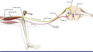 Detailed Animation on Stretch Reflex [upl. by Hanford718]