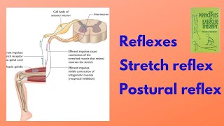 Reflexes  Stretch Reflex  Posture Reflex  kinesiology chapter 5  Physio Class [upl. by Cenac]