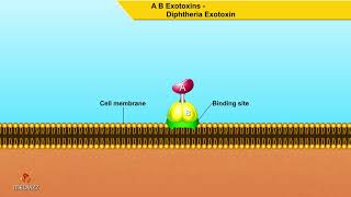 A B Exotoxins Diphtheria Exotoxin  Microbiology animations [upl. by Hedelman771]