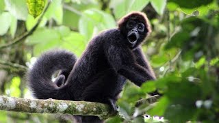 The Spider Monkeys of Ecuador  My Place on Earth  BBC Earth [upl. by Hujsak]