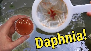 How I Culture Daphnia In Outdoor Tubs [upl. by Nael445]