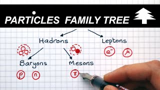 Classification of Particles  A Level Physics [upl. by Gylys]