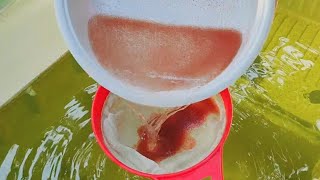 How to culture daphnia  Daphnia culture  How to grow daphnia outdoor [upl. by Muns]