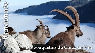 les Bouquetins du Creux du Van [upl. by Ahseikan]