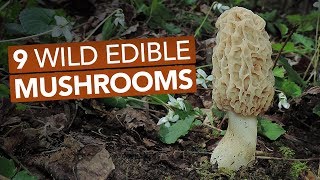 9 Wild Edible Mushrooms You Can Forage This Spring [upl. by Atneciv]