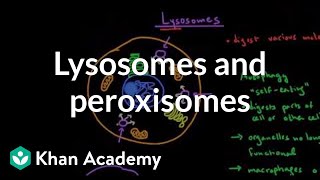 Lysosomes and peroxisomes  Cells  MCAT  Khan Academy [upl. by Sivlek801]