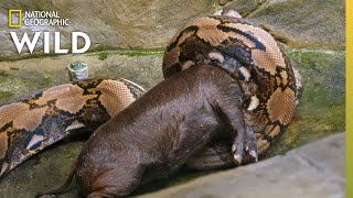 Feeding a Reticulated Python  Secrets of the Zoo Down Under [upl. by Nnyw140]