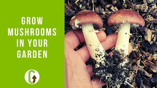 How To Grow Mushrooms In Your Garden Outdoor Mushroom Beds  GroCycle [upl. by Renferd]