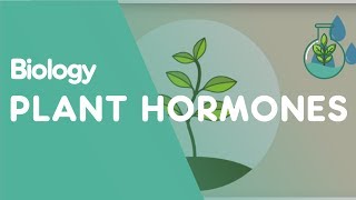 Plant Hormones Tropisms  Plants  Biology  FuseSchool [upl. by Alahs104]