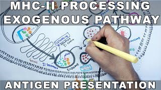 Exogenous Pathway of Antigen Presentation  MHC II Processing [upl. by Aerdnaxela]