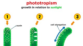 Mechanisms of Plant Growth [upl. by Artenra]