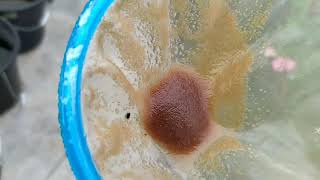 How to culture daphnia moina in a small container Part 1 English Subtitle [upl. by Demott]