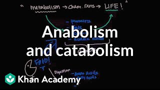 Overview of metabolism Anabolism and catabolism  Biomolecules  MCAT  Khan Academy [upl. by Ashford23]