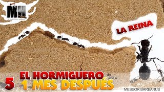 EL HORMIGUERO POR DENTRO 1 MES DESPUÉS  Hormigas Messor Barbarus [upl. by Bevash]