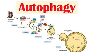 Autophagy  Macroautophagy amp Importance in Health [upl. by Naret]