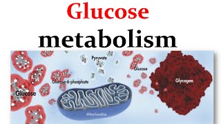 Overview of glucose metabolism [upl. by Aneram]