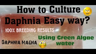 Daphnia MagnaHow to Culture Daphnia Easy wayCulturing Daphnia using Green water Daphnia [upl. by Ferd]