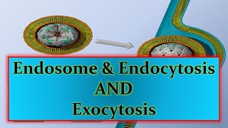 Endosome amp Endocytosis AND Exocytosisppt [upl. by Ehrenberg]