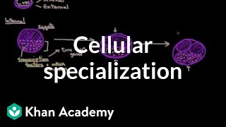 Cellular specialization differentiation  Cells  MCAT  Khan Academy [upl. by Francene58]