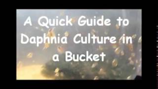 How to culture daphnia outside [upl. by Sauder333]